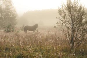 brun häst går på morgonen på en äng i dimman foto