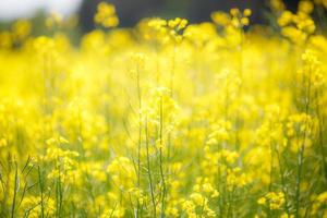 fält av vacker vårens gyllene blomma av raps närbild på suddig bakgrund, rapsraps i latin brassica napus med landsväg och vackert moln, raps är växt för grön industri foto