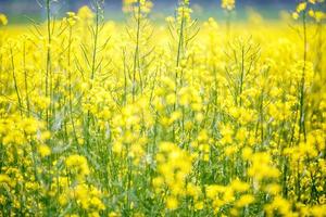 fält av vacker vårens gyllene blomma av raps närbild på suddig bakgrund, rapsraps i latin brassica napus med landsväg och vackert moln, raps är växt för grön industri foto