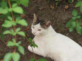 vit tabby katt foto