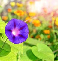 känsliga ljusa blommor morning glory på bakgrunden sommarlandskap. foto