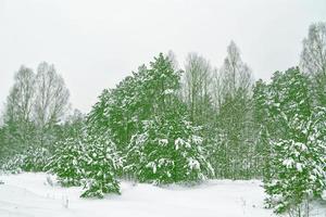 skog i frosten. vinterlandskap. snötäckta träd. foto