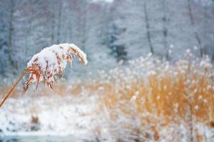 suddigt fruset gräs. vinter abstrakt bakgrund. landskap. foto