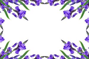 vårblommor iris isolerad på vit bakgrund. vackra blommor foto