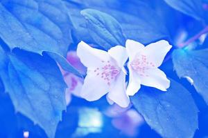 vit jasmin grenen fina vårblommor foto