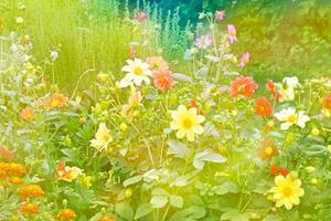 färgglada blommor dahlia på bakgrunden av sommarlandskapet foto