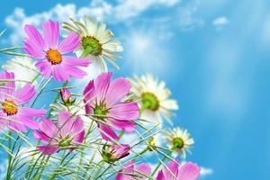 tusensköna blommor på blå himmel bakgrund foto