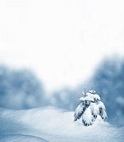 skog i frosten. vinterlandskap. snötäckta träd foto