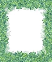 gröna klöver blad isolerad på vit bakgrund. St Patricks Day foto