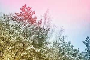 frusen vinterskog med snötäckta träd. foto