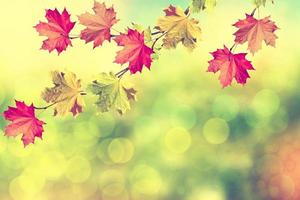 höstlandskap. vackra löv. färgglada träd foto