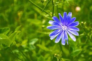 ljusa blommor cikoria foto