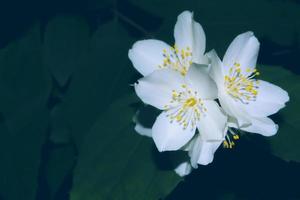 vit jasmin grenen fina vårblommor foto