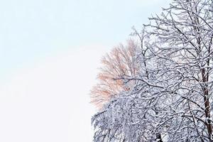 frusen vinterskog med snötäckta träd. foto