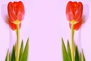 ljusa och färgglada blommor tulpaner foto