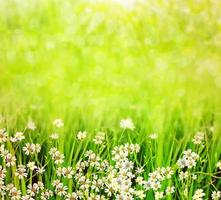 sommarlandskap med vilda blommor foto