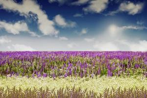 prästkragar och vilda blommor lupin mot den blå himlen med moln foto