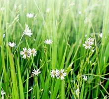 sommarlandskap med vilda blommor foto