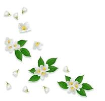kvist ljusa vita jasminblommor. vårens sammansättning. foto