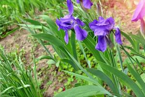 vårens landskap. blå vackra trädgårdsblommor iris foto