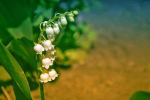 vårens landskap. blommor liljekonvalj foto