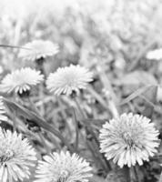 fluffig maskrosblomma mot bakgrunden av sommarlandskapet. foto