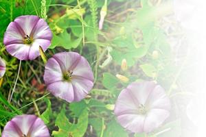 morning glory blommor foto