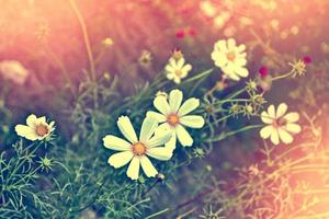 färgglada kosmos blommor på en bakgrund sommarlandskap foto