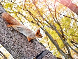 röd ekorre på ett träd i höst park. foto