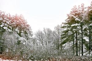 skog i frosten. vinterlandskap. snötäckta träd. foto