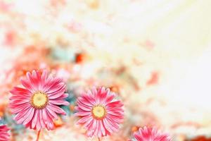 rosa aster färgglada blommor på en bakgrund sommarlandskap foto