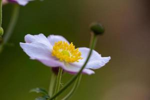 anemon blomma makrofotografering i en sommardag. vindblomma med ljuslila kronblad på en grön bakgrund. vit trädgårdsblomma med ljusgula ståndare blommig tapet. foto