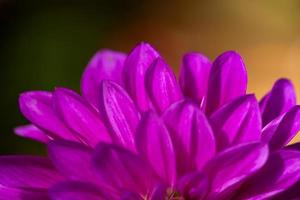 lila dahlia blomma närbild foto i en solig höstdag. rosa kronblad av en trädgårdsblomma makrofotografering på en sommardag. blommönster av blomma violett dahlia knopp.