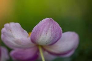 anemon blomma kronblad närbild på sommaren. ljusrosa kronblad av en vindblomma på en solig dag makrofotografering. foto