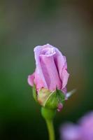 ljusrosa rosa makrofotografering på sommaren. ljuslila trädgårdsros på en grön bakgrundsträdgårdsfoto. foto