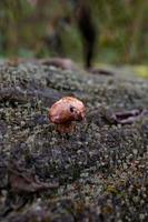 mycket liten svamp med en brun mössa som växer på en trädstam i en höstdag makrofoto. en närbildsfotografering av en padda som står på den strukturerade barken av ett fallit träd foto