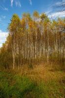 gyllene höstlandskap i centrala Ryssland. höstskog på en solig dag. björkträd med gula löv och en klarblå himmel. landsbygd med gyllene träd i oktober. foto