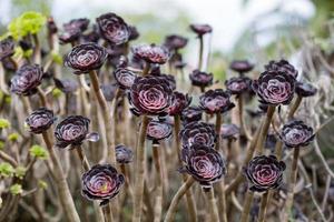 aeonium svart ros i den botaniska trädgården. svart suckulenta blommig bakgrund i sommardag. många blommande växter av eonium schwarzkopf i den botaniska trädgården på sommaren. foto