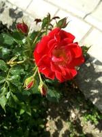 en vacker röd ros. charmig blomma foto