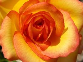 en underbar ros i trädgården foto