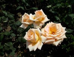 underbara rosor i trädgården foto