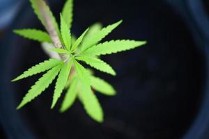 cannabisplanta trädplantering på kruka, närbild cannabisblad i trädgårdsgården, hampablad marijuanafröträd växer för thc cbd örter mat och medicin foto