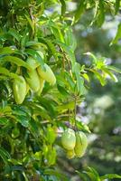 mango hängande på mangoträdet med bladbakgrund i sommarfruktträdgård, ung rå grön mangofrukt foto