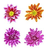 färgglada höstblommor av krysantemum foto