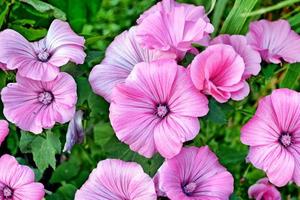 rosa lavatela färgglada blommor på en bakgrund sommarlandskap foto