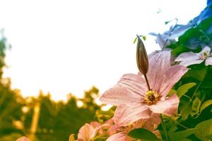 klematisblommor på en bakgrund av sommarlandskapet. foto