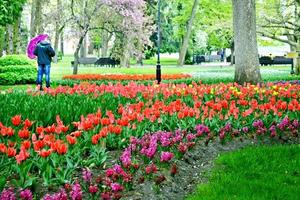 park i staden Gomel. blommor tulpaner foto