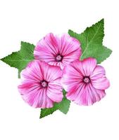 petunia blommor isolerad på vit bakgrund foto