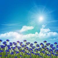 blommor blåklint på en bakgrund av blå himmel med moln foto
