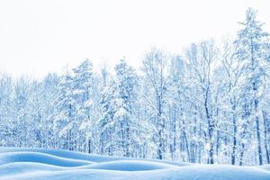 frusen vinterskog med snötäckta träd. foto